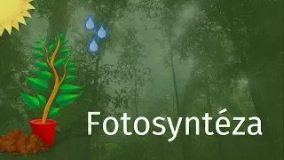 Jak rostliny vytváří kyslík? | Fotosyntéza