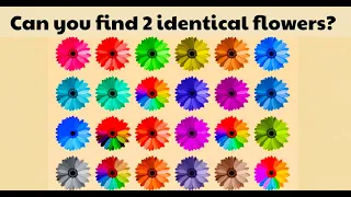 Find the Odd One Out in These Pictures?|Brain Teaser Riddles | Wild Me