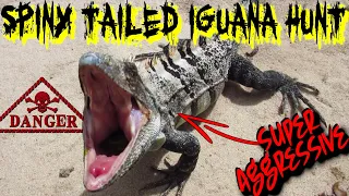 Dangerous SPINY TAILED IGUANA Hunt With JESSICA from @iguanaSnipers