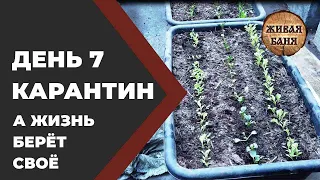 День 7 Мы дома! Бояринцевы. Зубы, наше всё. //Живая Баня Иван Бояринцев