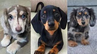 Dachshund puppies | Funny and Cute dog video compilation in 2022.