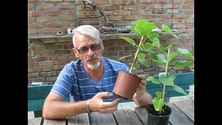 Catalpa. From sowing of seed to landing.