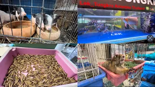 珍しい動物が販売されているタイの市場@チャトチャック市場　Thailand's market where rare animals are sold #chatuchakmarket