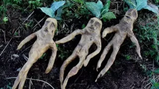 Mandrake Herb  its health Benefits