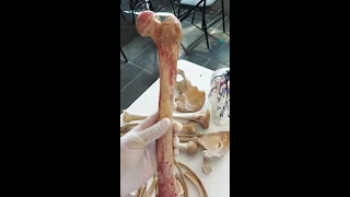 ESQUELETO HUMANO - OSTEOLOGIA