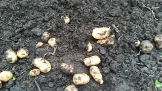 Результат поздней посадки картофеля.