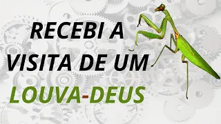 Recebi a visita de um Louva-deus