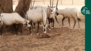 המלטה ראשונה של ראם לבן תועדה בזמן אמת על ידי פקח רשות הטבע והגנים בשמורת הטבע חי בר יוטבתה.