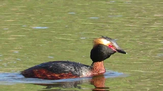 Kuifduiker / Horned Grebe - Oulu (Finland) - 25/05/2018