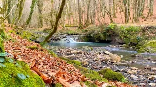 Relaxing Sounds Of A Mountain River. Gentle Murmur Of Water. 4K Video!