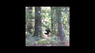 Bigfoot filmed in Georgia?!?
