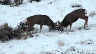 Rutting Mule Deer fight Wyoming