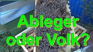 Ableger oder Volk