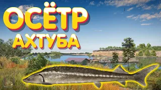 Осётр | р. Ахтуба | Русская Рыбалка 4