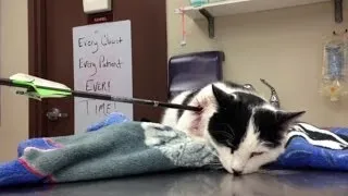 Norwich Mayor rescues cat shot by arrow