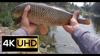 3 Minute Fight With 2kg Carp - Molonglo River | Fishing Video 4K