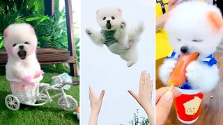 Tik Tok Chó Phốc Sóc Mini 😍 Funny and Cute Pomeranian #391