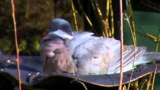 Nature Flash Wood pigeon