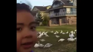 Look at all those chickens!! (Original)