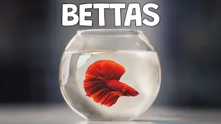 The Best Betta Fish: Choosing the Perfect Betta Fish for Your Aquarium.