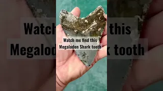 BIG Megalodon Shark Tooth found! 🦈🦷#shorts