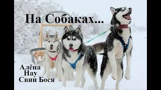 Свин Бося   На Собаках