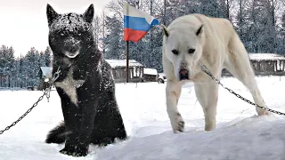 10 INSANE RUSSIAN DOG BREEDS