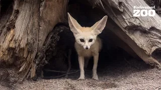 Fennec Foxes in Korkeasaari Zoo's new Hämärä house