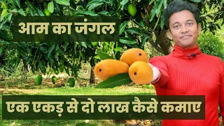 एक बार लगाए 500 साल तक फल पाये | एक एकड़ से दो लाख कैसे कमाए |आम की खेती MANGO FARMING PROFIT