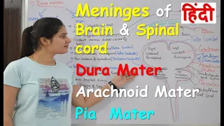 Meninges of brain & spinal cord in Hindi | Dura mater | Arachnoid mater | Pia mater