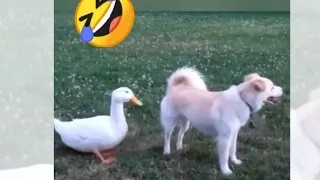 Funniest Animals 😅 New Funny Cats and Dogs Videos 😻🐶 Part 19