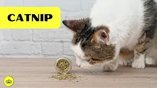 Uncover the secrets of CATNIP