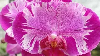 Последняя покупка орхидей через интернет.