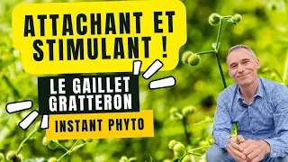 Gaillet gratteron, une plante attachante et stimulante