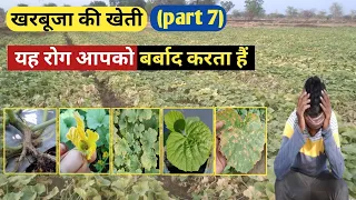 खरबूजा की खेती | part 7 | यह रोग आपको बर्बाद करता हैं | Melon disease and control