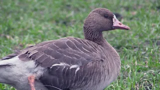 Охота на гусей с подсадными гусями