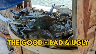Trotline Blue Crabbing, COMMERCIAL CRABBING With Captain Rachel: Episode 4