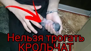 Крольчать нельзя трогать руками! 2 важных причин почему нельзя трогать крольчат руками