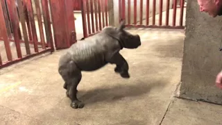 Rhino calf plays with zoo keeper