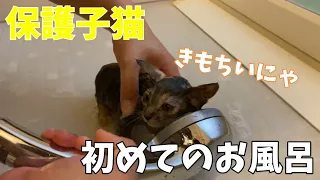 【保護子猫】初めてお風呂に入る保護猫　ノミがすごかった！シャワーに慣れて顔を近づけちゃう保護猫が可愛い♪