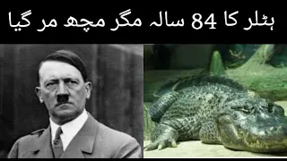 Hitler's Alligator Died ہٹلر کا 84 سالہ مگر مچھ مر گیا