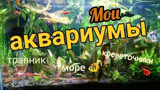 Обзор моих аквариумов / что нового