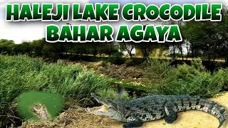 HALEJI LAKE CROCODILE BAHAR AGAYA | FISHING | SIDDIQUI SAHAB