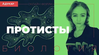 Протисты | Биология, онлайн-форум