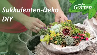 DIY: Eine Schale mit Sukkulenten gestalten | Outdoor-Deko | MDR Garten