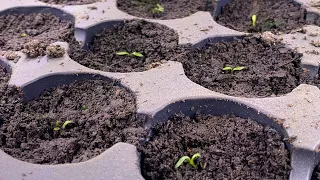 Growing Blue Poppies From Seed