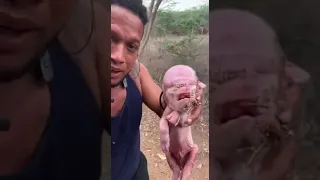 Mutant Human Face Like Newborn Pig Hybrid in South America