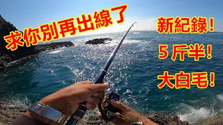 大物天堂！新紀錄五斤半大白毛！外加活餌釣遊！馬鞭也太多了吧！【男人嶼】【澎湖磯釣】【大緯釣魚趣】