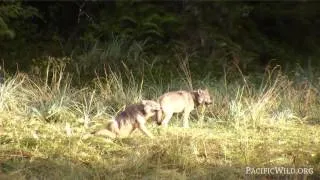 Wolves Feeding on Salmon