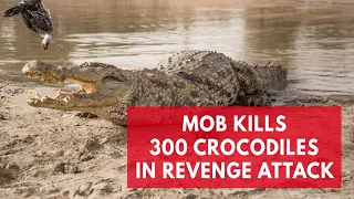Mob Kills 300 Crocodiles In Revenge Attack